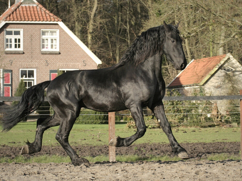 Friese paard Charles Hoeve