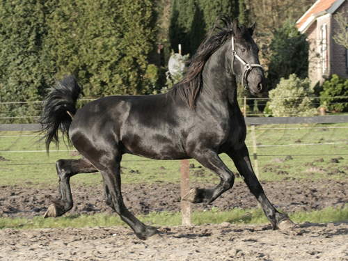 Friese paard Charles Hoeve