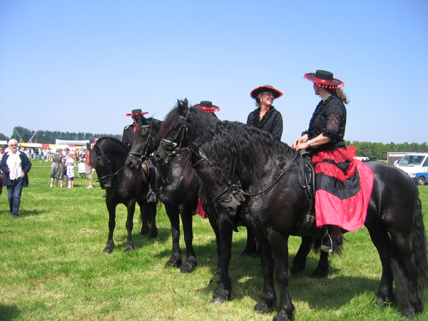 Friese paard Charles Hoeve