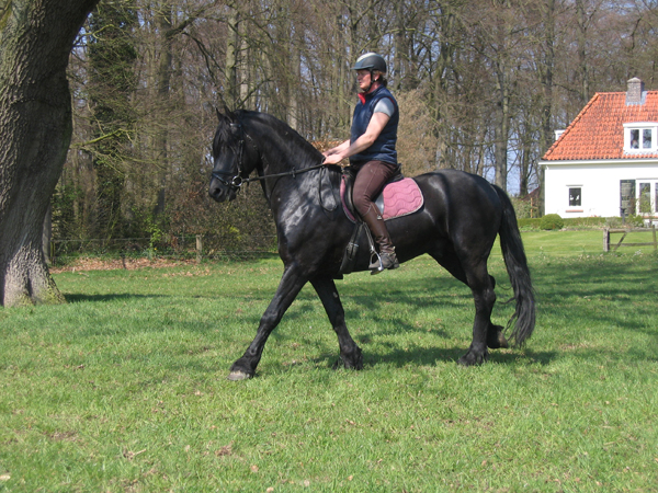 Friese paard Charles Hoeve